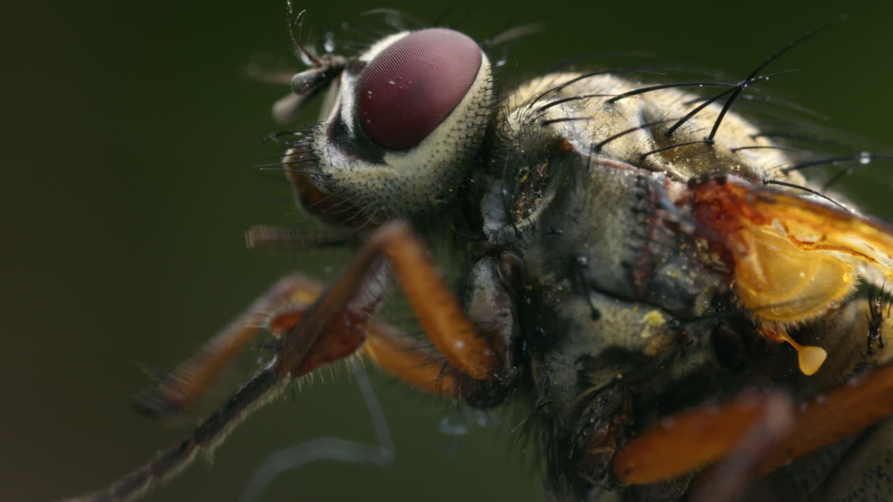 Macro insect fly cleaning in closeup detail. Muscidae animal in nature