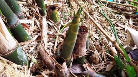 cut fresh bamboo shoots in large bamboo formations for cooking