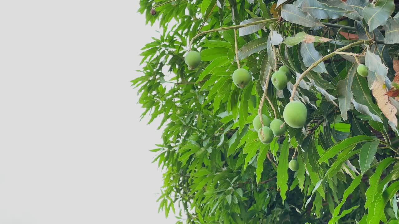 Primo piano di manghi verdi acerbi raggruppati su steli sottili tra foglie fitte, delicatamente illuminati contro un cielo luminoso, che cattura la fase iniziale della fruttificazione in un ambiente naturale all'aperto