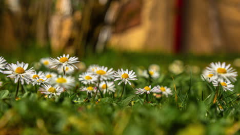 daisy flowers rising and opening from bulb to full bloom in warm morning sunlight