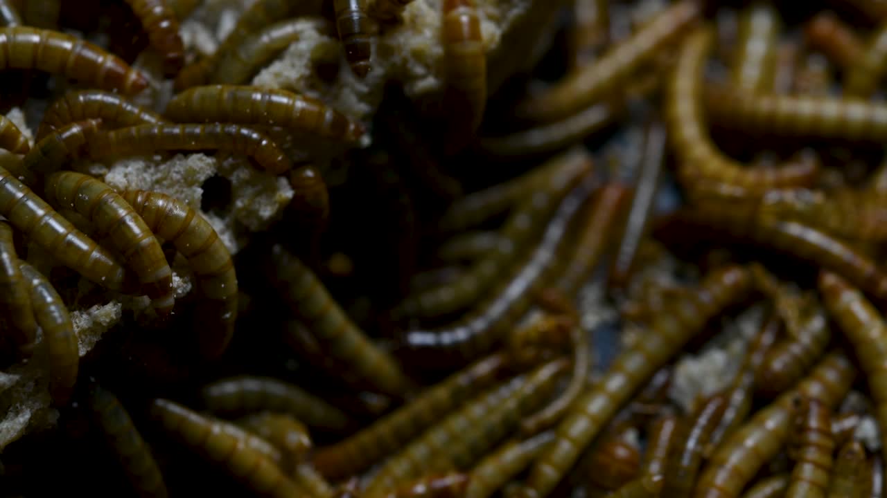 el gusano de la harina es una especie de escarabajo oscuro que se usa para alimentar mascotas como peces, serpientes, pájaros y ranas