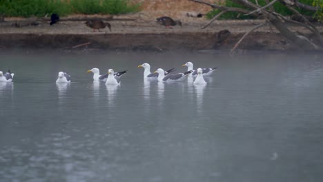 Seagulls-at-the-Sepulveda-Wildlife-Reserve-in-Encino,-California