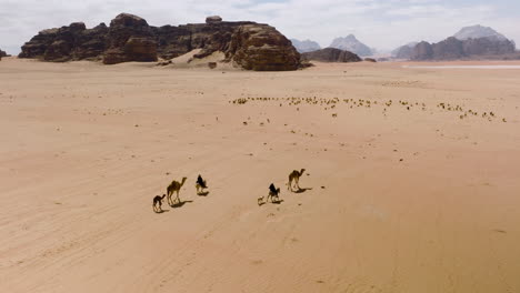 nomad bedouins with their sheep and camels crossing wadi rum desert in jordan on a sunny day