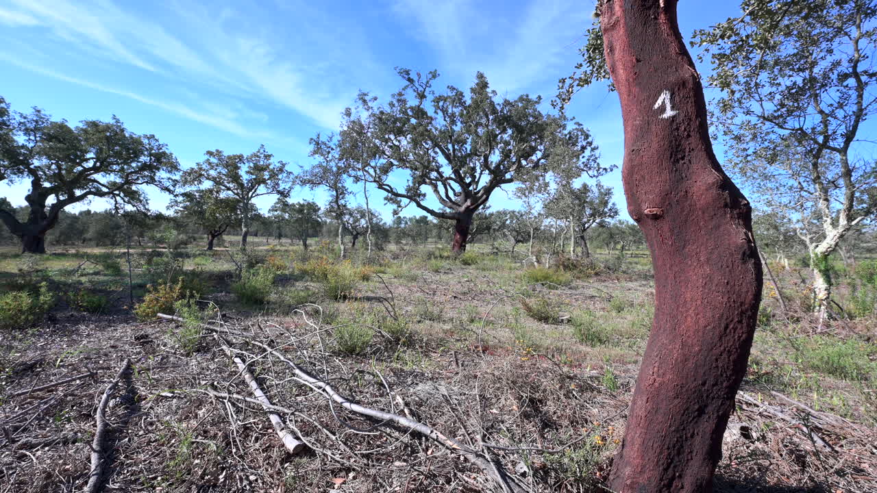 코크 오크 도리 코크 오크 필드 위에서  ⁇