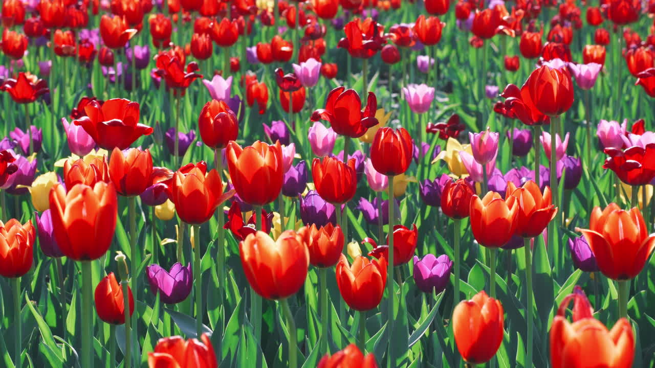 Tulip field in summer day. Multicolored tulip blooming on flower bed in garden