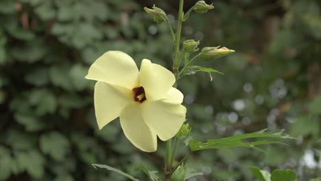 aibika flower, abelmoschus manihot, medicinal and edible plant