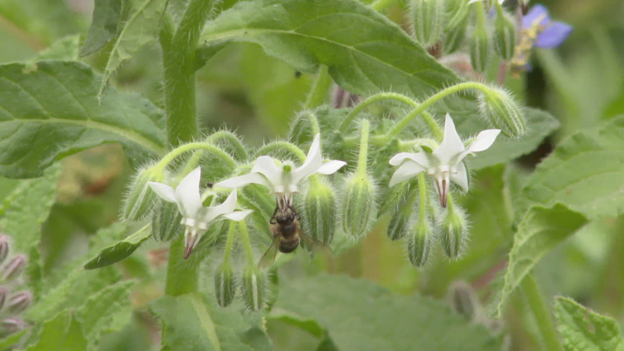 Borage flower with bee