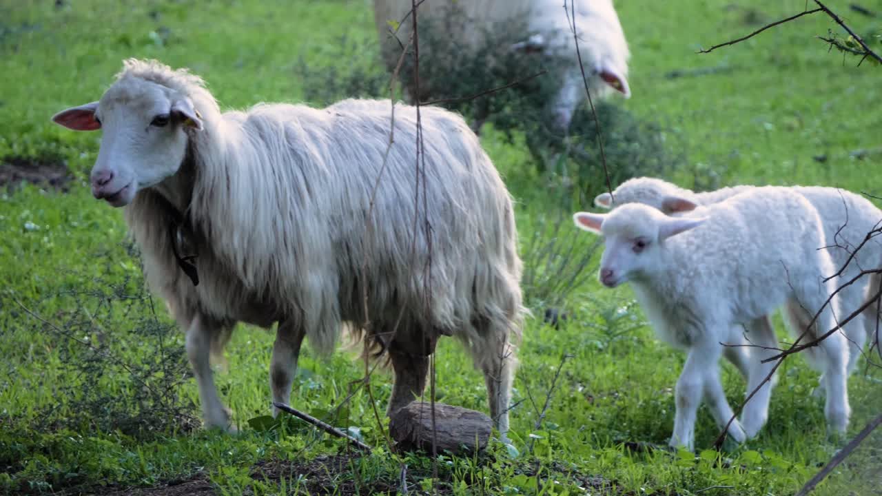 masticando ovejas caminando seguidas por tres lindos corderos en cerdeña, italia