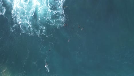 done shot straight down with sea lions playing when big wave comes over them during king tide in la jolla, california