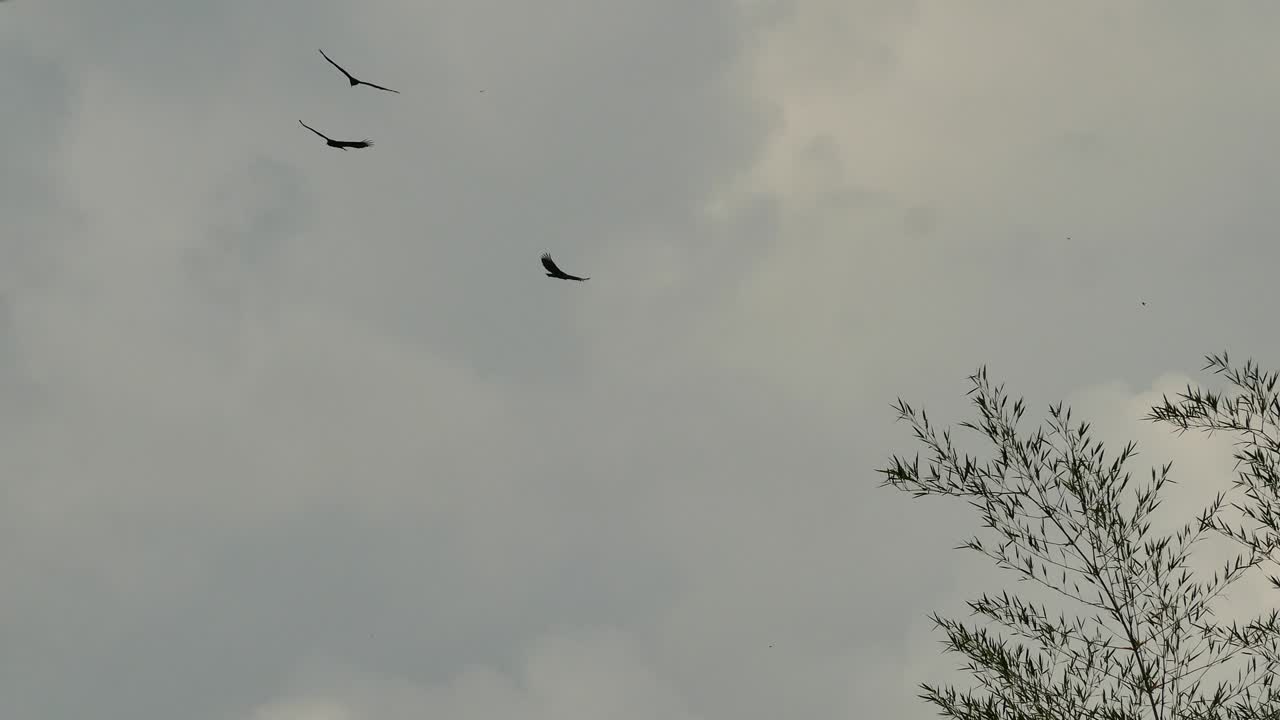 여러 개의 칠면조 독수리가 구름이 많은 폭풍우 하늘에서 원을 날고 있습니다.
