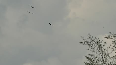 varios buitres de pavo volando en círculos con cielos nublados y tormentosos