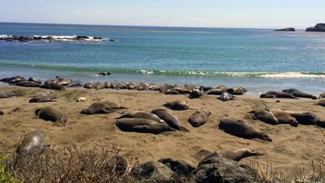 Elephant-seal-colony-at-San-Simeon,-California-near-Hearst-Castle,-wide,-static,-HD,-seals-sunning-and-lolling-about