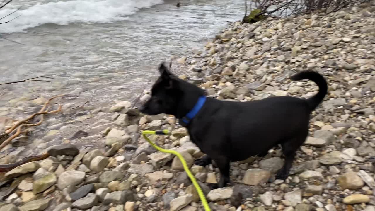 Cagnolino nero sulla spiaggia del Lago Superiore in Michigan