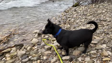 little black dog on lake superior beach in michigan