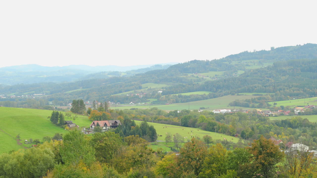 A herd of grazing cows on a field overlooking the surrounding nature farms and hills in the background during a sunny autumn afternoon in Beskids regional 4k 60fps