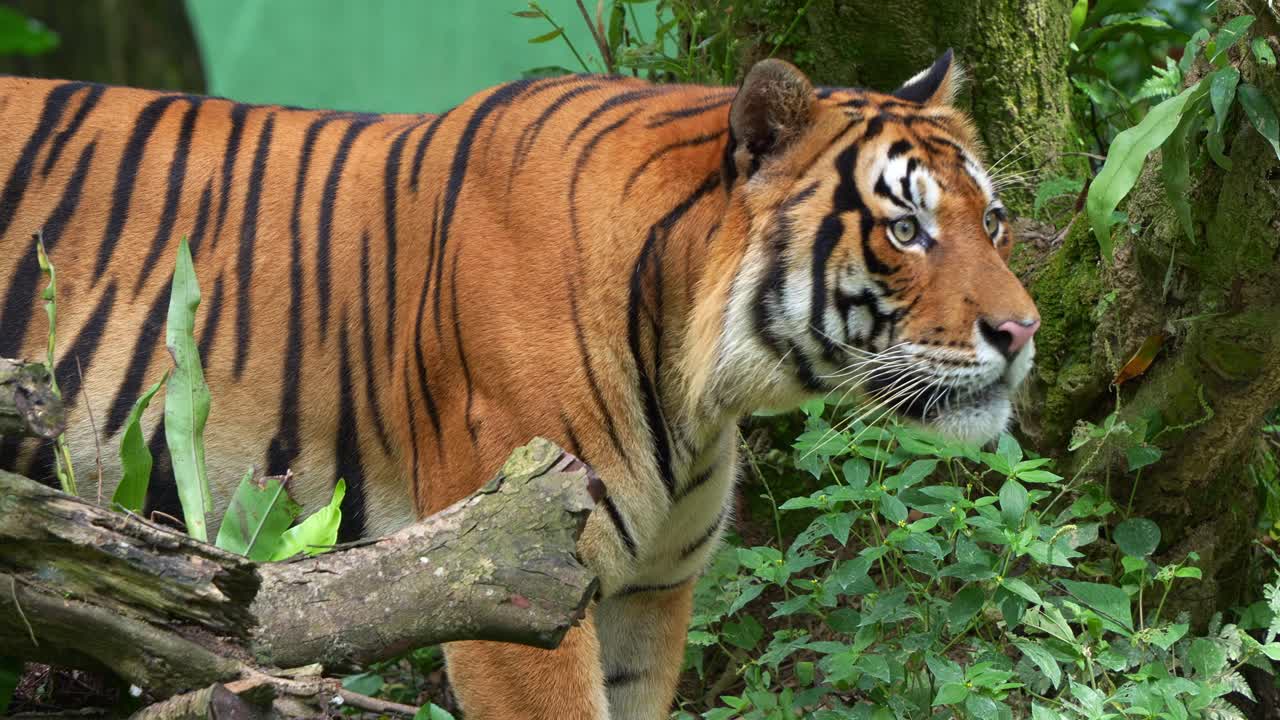 아름다운 오렌지색 털과 검은 줄무를 가진 야생 말레이시아 호랑이가 주변을 돌아다니며 주변을 궁금해합니다.
