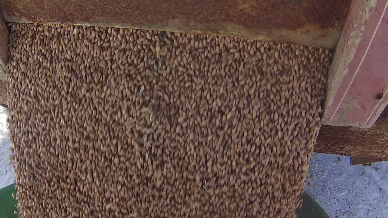 겨울에 곡물 트럭에서 고단백 밀을 내리다