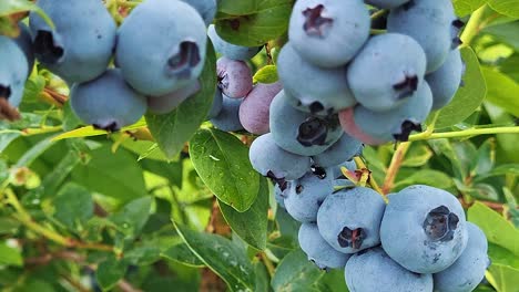 organic ripe with succulent berries, just ready to pick, blueberries plant growing in a garden field