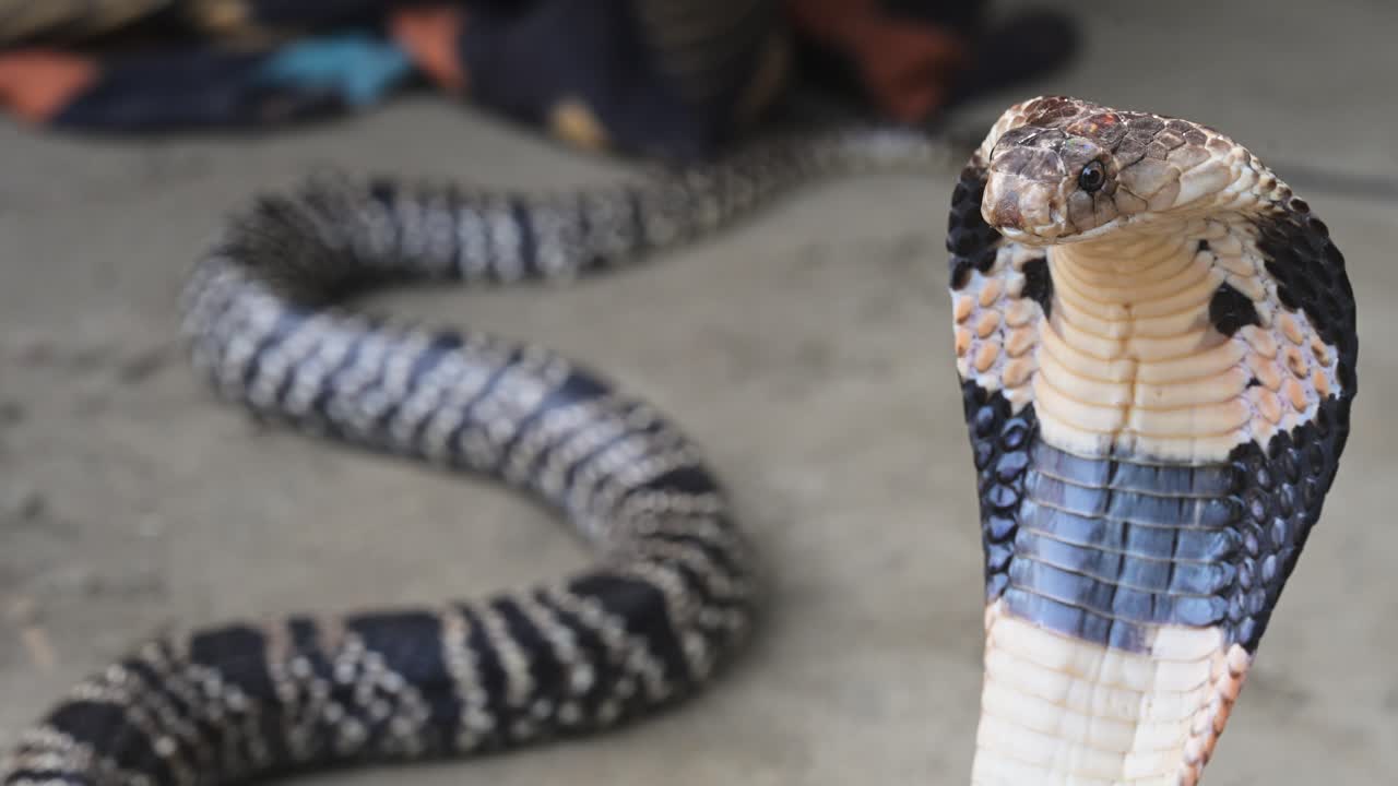 Seekor kobra berbisa mengangkat kepalanya dalam posisi menyerang di Bangladesh. Pengambilan gambar close-up menangkap tatapan tajam dan tudung ikonik reptil Asia berbahaya ini