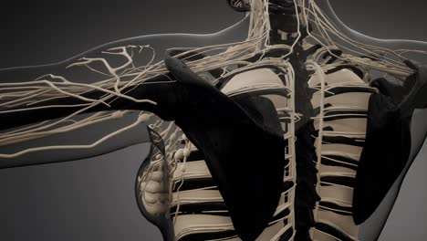 cuerpo humano transparente con huesos visibles