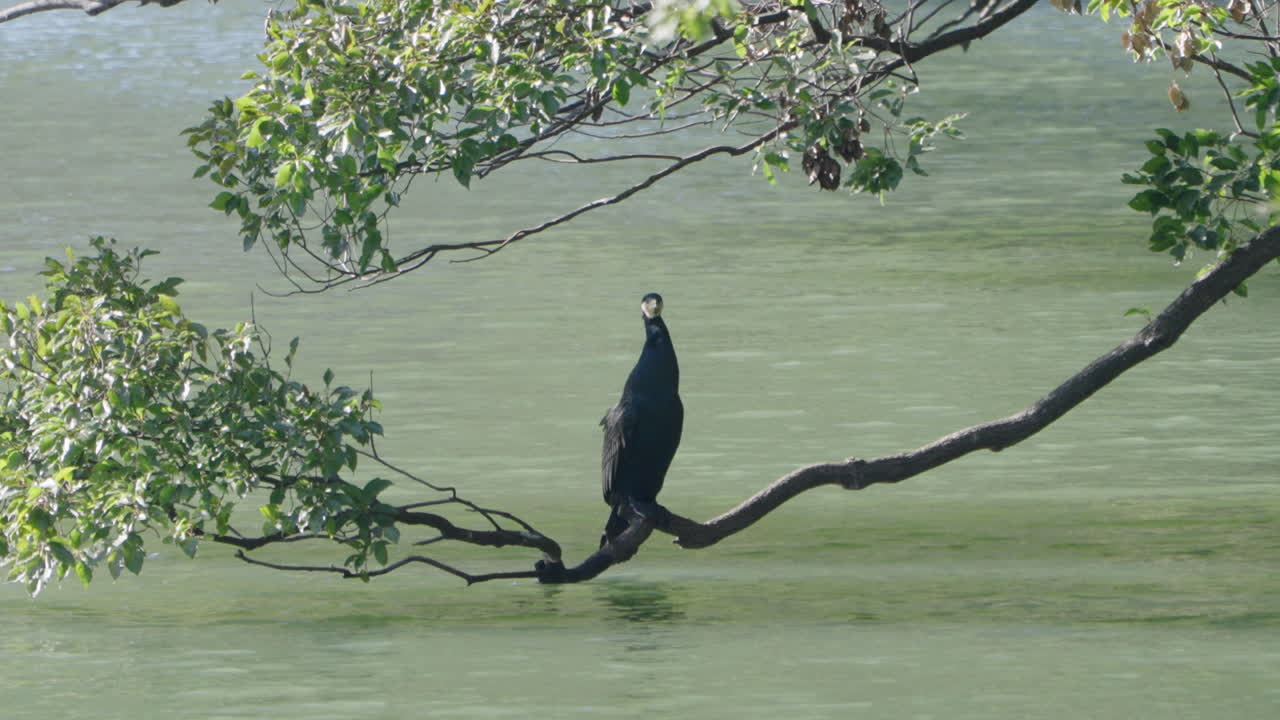 Japanese Cormorant Bird Sitting On Branch Of Tree Above The Water
