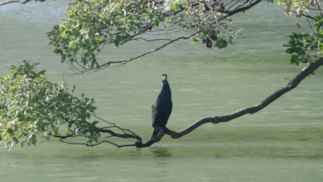 Japanischer-Kormoranvogel,-Der-Auf-Zweig-Des-Baums-über-Dem-Wasser-Sitzt