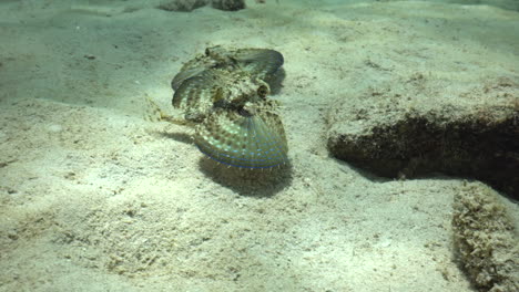 two juvenile flying gurnards rest on the sandy bottom of the caribbean sea