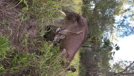 a baby joey kangaroo peaks out of its mother's pouch while she is grazing in a grassy field