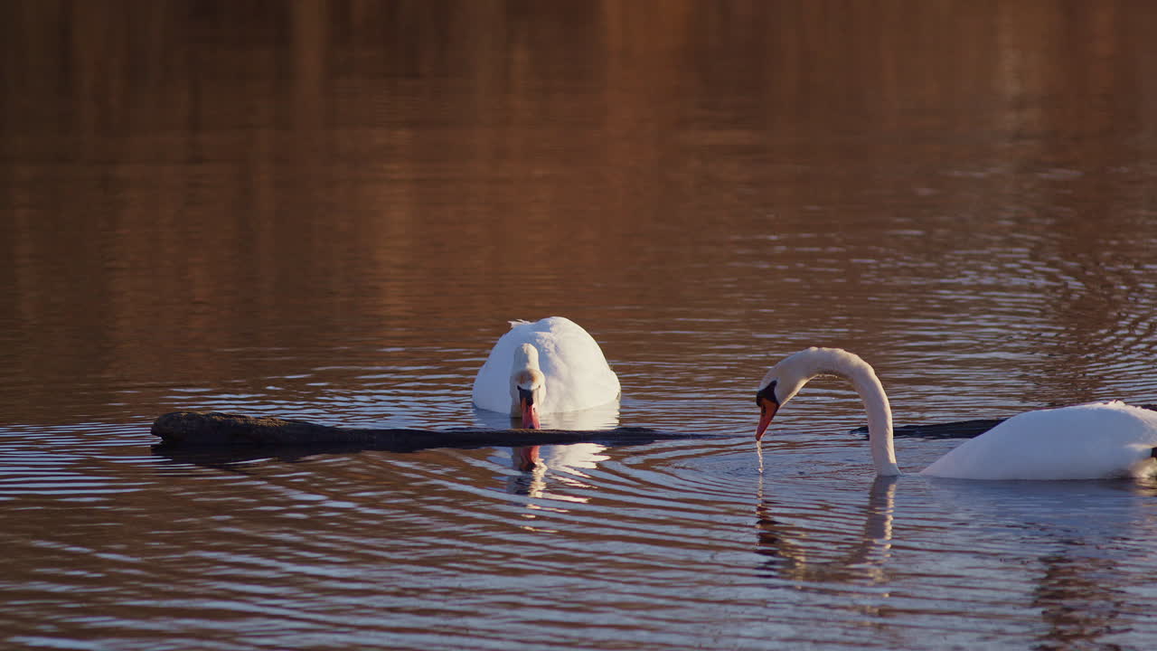 Elegant swan courtship at sunrise, captured in ultra slow-motion.