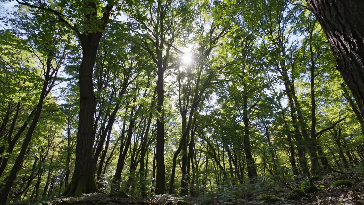 Uma cena serena de floresta capturada de um ângulo baixo, destacando árvores altas e a luz do sol a filtrar-se.