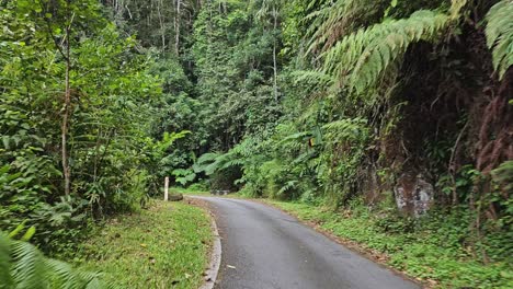 driving on winding and narrow road through rainforest