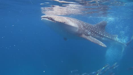 A-whale-shark-eats-plankton-just-below-the-sea-surface-while-swimming