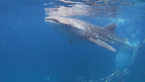 Un-Tiburón-Ballena-Come-Plancton-Justo-Debajo-De-La-Superficie-Del-Mar-Mientras-Nada