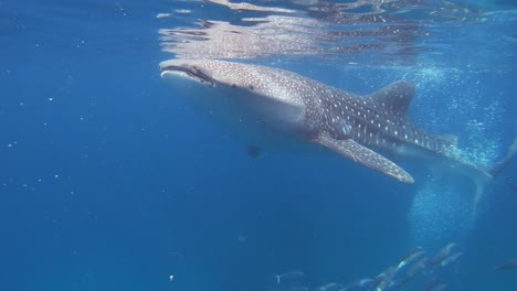 un tiburón ballena come plancton justo debajo de la superficie del mar mientras nada