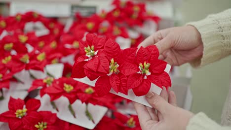 display of many bright red christmas poinsettia plants. poinsettia in the form of a christmas decor for a christmas tree or for home
