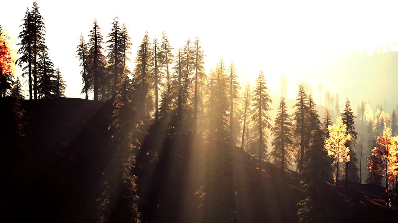 paisaje forestal iluminado por el sol al amanecer o al atardecer