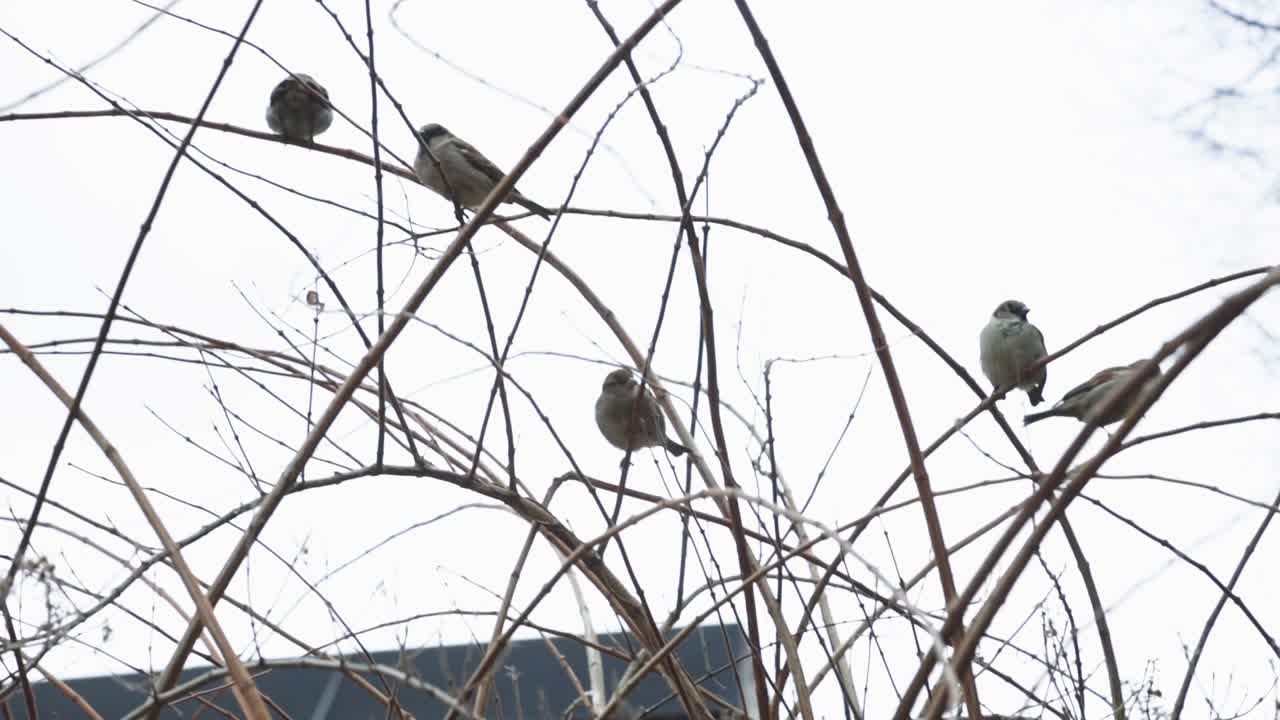 группа серых зимородков на жердочке дерева зимой в канаде - снимок с низкого ракурса