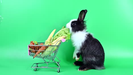 conejo en el fondo de la pantalla verde. animal espiritual y mascota inteligente para la pascua