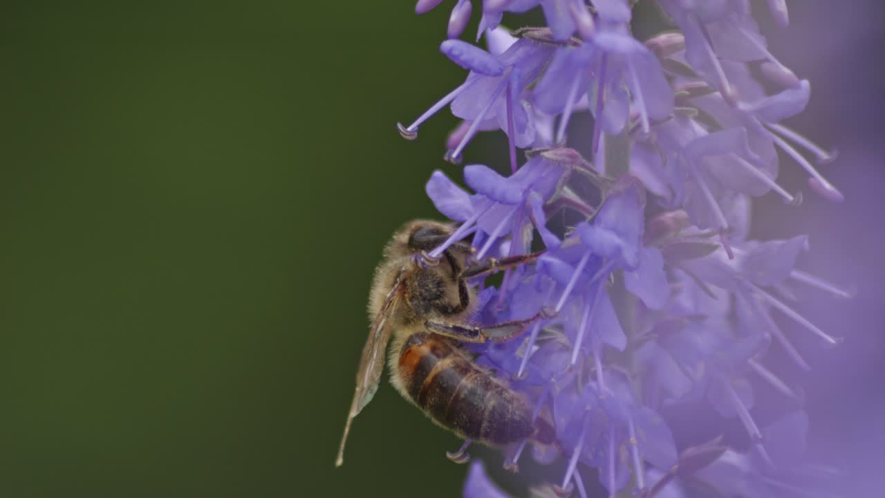 una abeja trabajadora recolecta néctar de pequeñas flores de lavanda