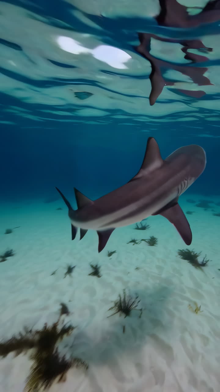 tiburón bajo el agua