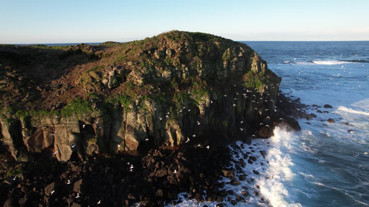 Coastal Cliffs and Seabirds