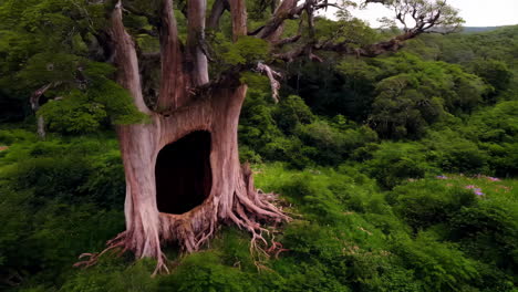 ancient hollow tree in a lush forest