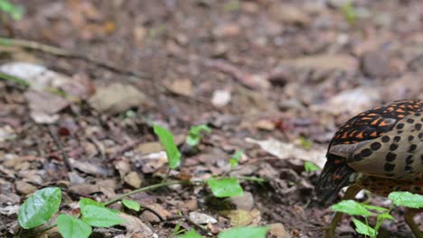 Seen-on-its-front-side-looking-around-and-then-goes-out-to-the-right-of-the-frame,-Ferruginous-Partridge-Caloperdix-oculeus,-Thailand