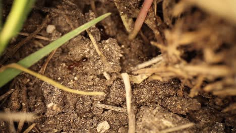 top down view of disturbed fire ant mound - ants moving in and out of broken dirt, moving pieces around