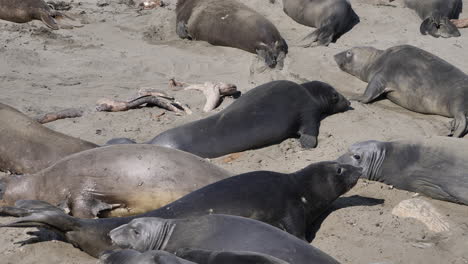 Elephant-Seal-pups-fighting-on-the-Beach