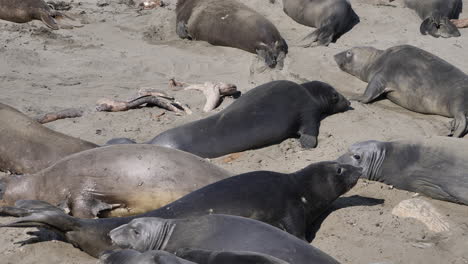 Cachorros-De-Elefante-Marino-Peleando-En-La-Playa