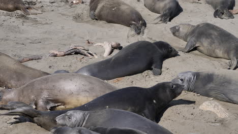 cachorros de elefante marino peleando en la playa