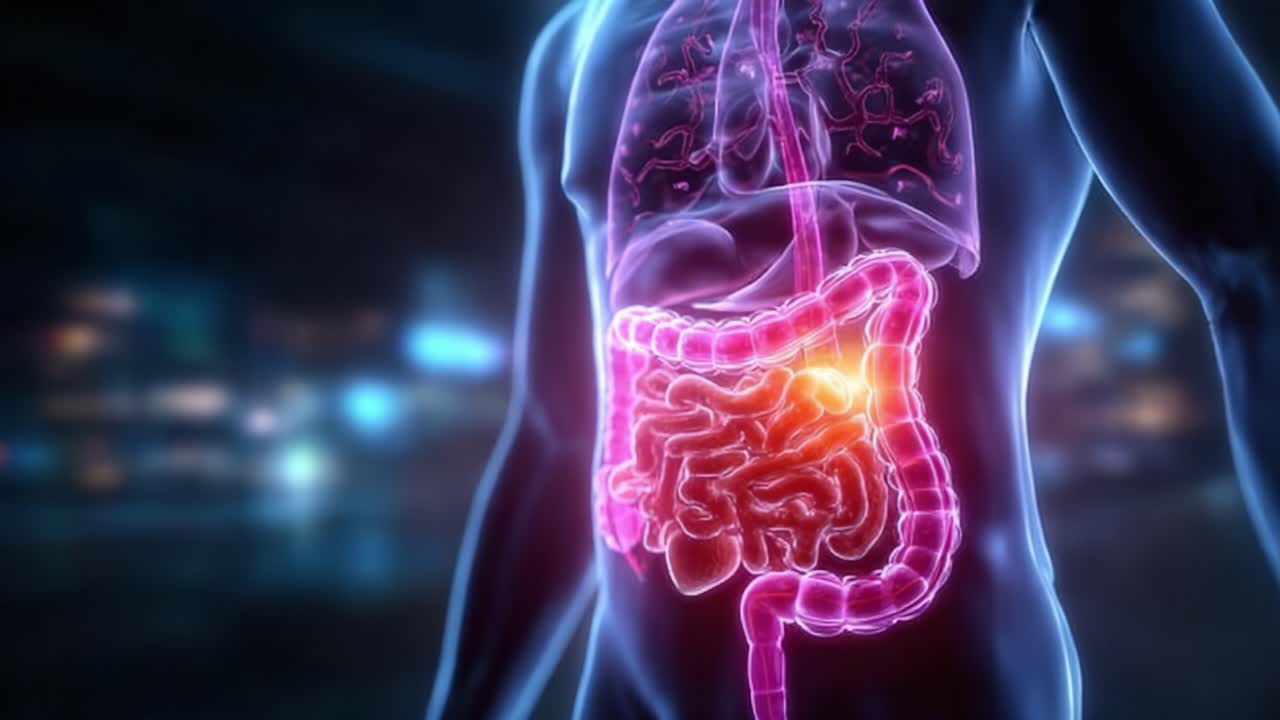 A Detailed Illustration of Human Anatomy Highlighting the Digestive System: Exploring the Internal Organs That Function in Digestion and Nutrient Absorption