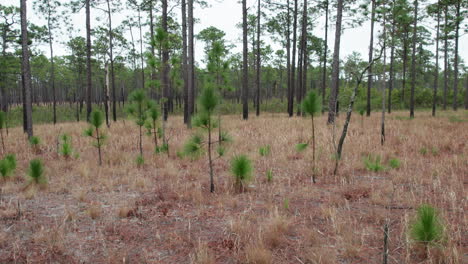 Disparo-De-Drone-Girando-En-Un-Bosque-De-Pinos-De-Hoja-Larga-En-Invierno