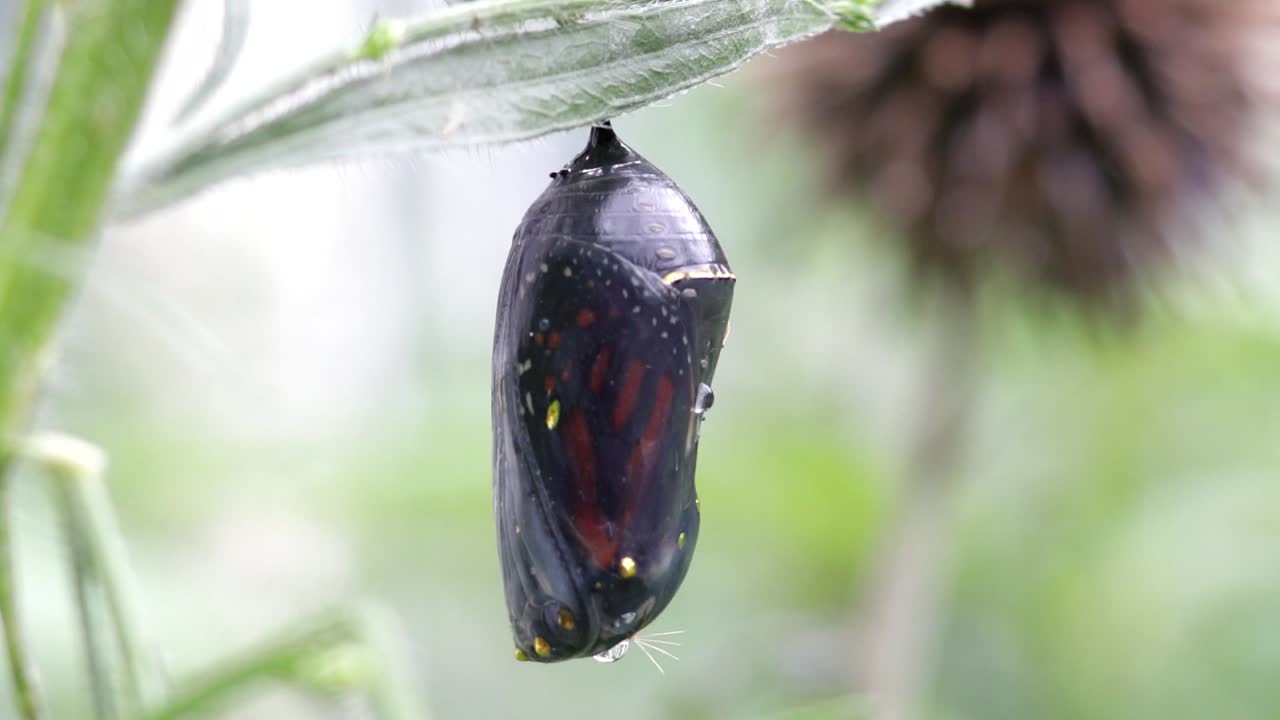 Monarch chrysalis, clear stage. Wings visible.  No camera movement. Chrysalis at center.